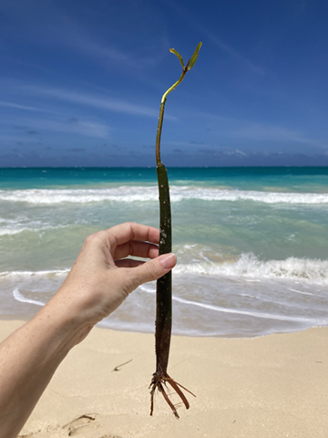 Mangroves in Hawai‘i