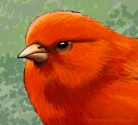 The blazing orange ‘Ākepa from the Big Island