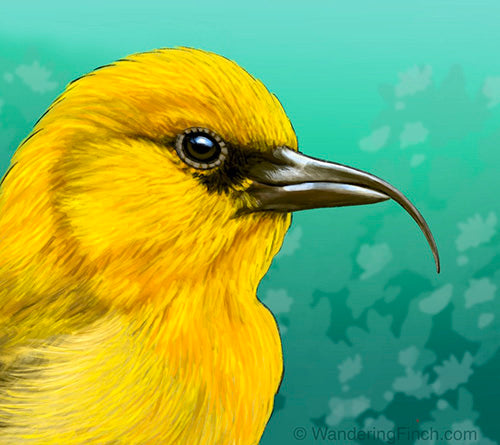 Check out this bill on our friend, ‘Akiapōlā‘au