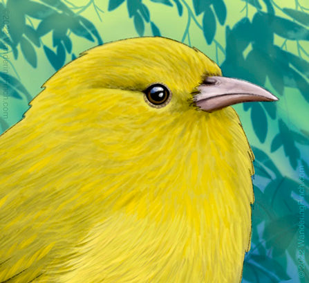 The little lemon drop ʻAnianiau from the island of Kaua‘i