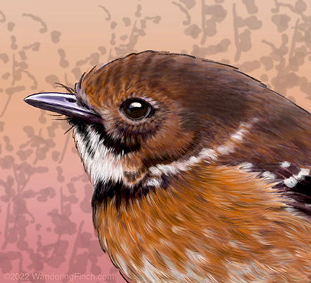 Meet the spunky little Hawaiian flycatcher, ‘Elepaio