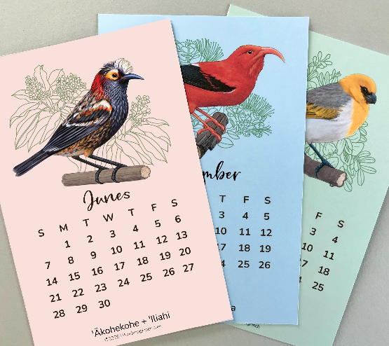 Desk calendar cards with a Hawaiian bird illustrations on pink, blue, and green cardstock.