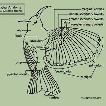 Feather Diagram Tote Bag