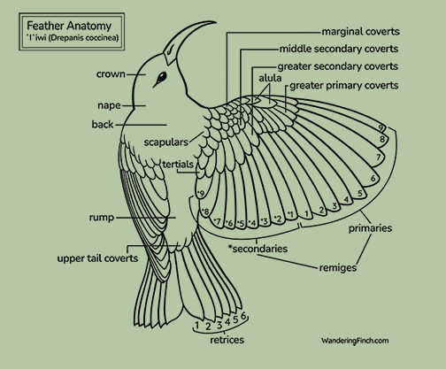 Feather Diagram Tote Bag