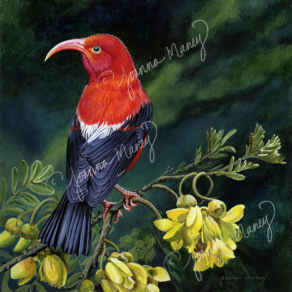 A painting of a Hawaiian ‘i’iwi, or scarlet honeycreeper, perched on a mamane branch. (Original reference photo courtesy of bird photographer, Jack Jeffries.)