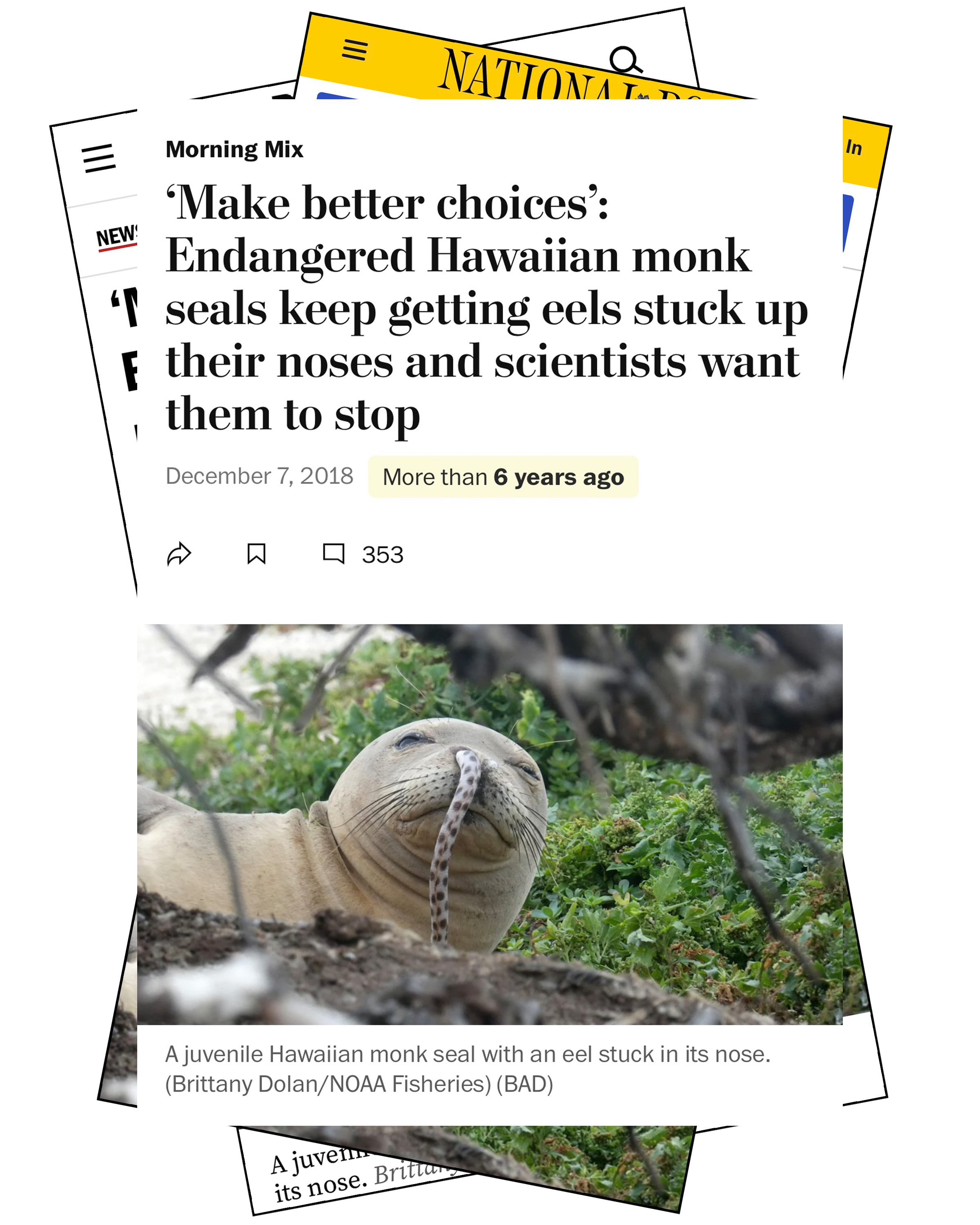 "Make Better Choices" Monk Seal Sticker