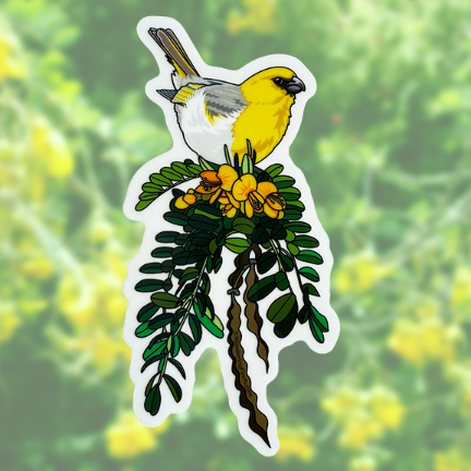Sticker with a native Hawaiian palila, a yellow, gray, and white bird, perched on yellow flowering mamane branch.