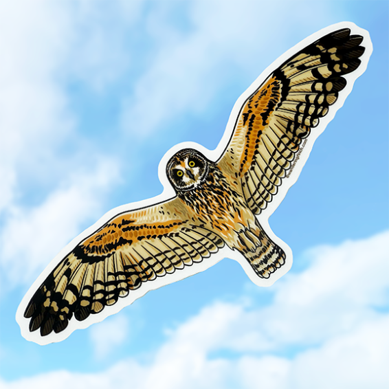 Sticker of an illustration of a flying pueo (Hawaiian short-eared owl).