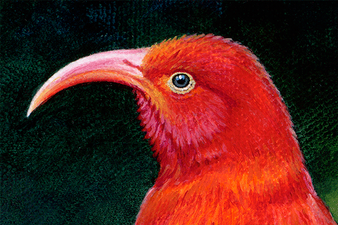 ‘I‘iwi on Māmane Giclée Art Print