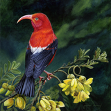 A red and black native Hawaiian bird, the ‘I‘iwi, on a the yellow flowering branch of a Mamane tree.