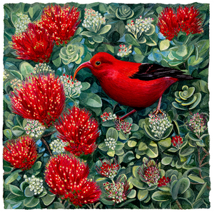 A watercolor illustration of a red and black ‘i‘iwi bird in a densely flowering ʻōhiʻa lehua tree.