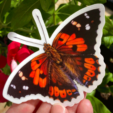 Sticker illustration of a painting of a native Hawaiian butterfly, the Kamehameha butterfly