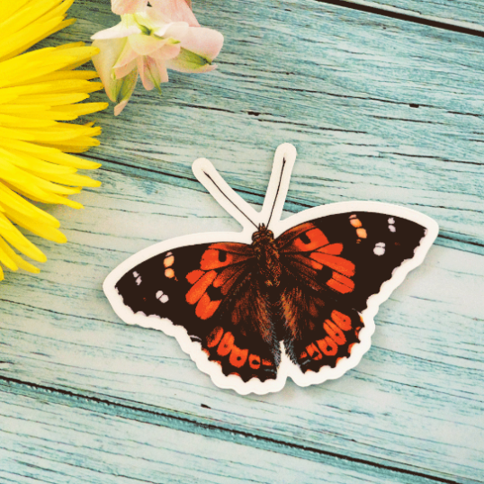 Sticker illustration of a painting of a native Hawaiian butterfly, the Kamehameha butterfly