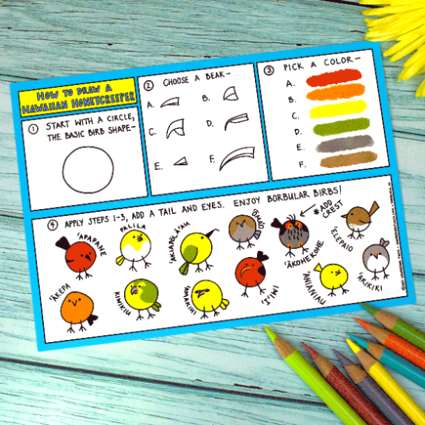 Postcard with 'How to Draw Hawaiian Honeycreeper' instructions 