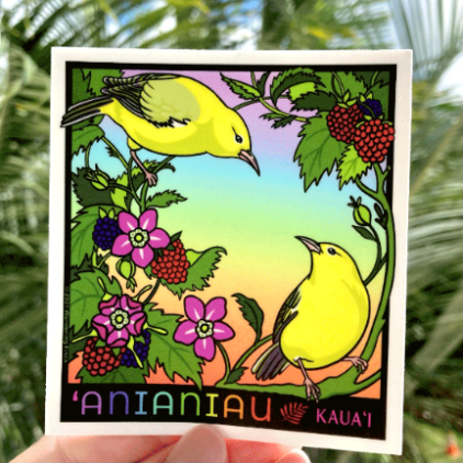 Sticker illustration of two 'Anianiau, native Hawaiian forest birds and honeycreepers from the island of Kaua'i, on 'akala, or Hawaiian raspberry.