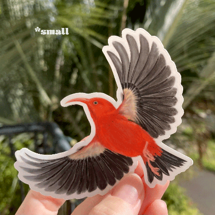 Sticker illustration of a native Hawaiian honeycreeper, an ‘i’iwi, flying.