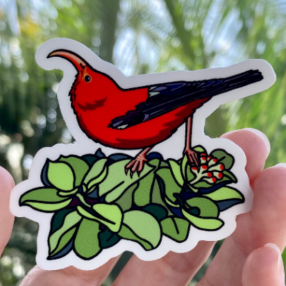 Native Hawaiian ‘i’iwi (iiwi, scarlet honeycreeper) on ohia lehua sticker.