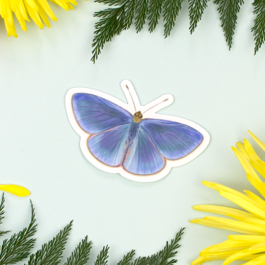 Sticker illustration of a lavender and green native Hawaiian Koa butterfly