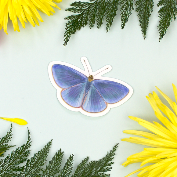 Koa Butterfly Sticker